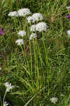 Meadow garlic